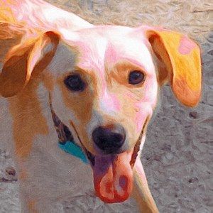 Meet your Posher, Martha